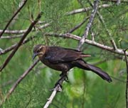 Picture/image of Brown-headed Cowbird