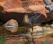 Picture/image of Brown-headed Cowbird