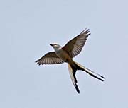 Picture/image of Scissor-tailed Flycatcher