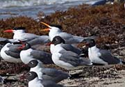 Picture/image of Royal Tern