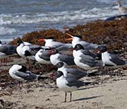 Picture/image of Laughing Gull