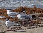 Picture/image of Laughing Gull