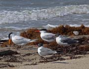 Picture/image of Royal Tern