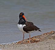 Picture/image of American Oystercatcher