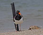 Picture/image of American Oystercatcher