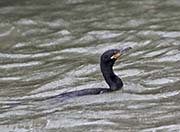 Picture/image of Neotropic Cormorant