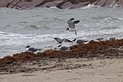 Picture/image of Laughing Gull