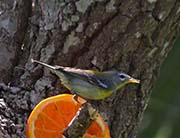 Picture/image of Northern Parula