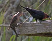 Picture/image of Brown-headed Cowbird