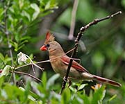 Picture/image of Northern Cardinal