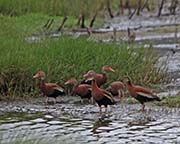 Picture/image of Black-bellied Whistling Duck