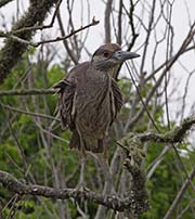 Picture/image of Yellow-crowned Night-Heron
