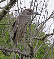 Picture/image of Yellow-crowned Night-Heron