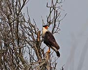 Picture/image of Crested Caracara
