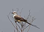 Picture/image of Scissor-tailed Flycatcher