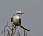 Picture/image of Scissor-tailed Flycatcher