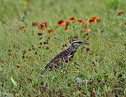 Picture/image of Eastern Meadowlark