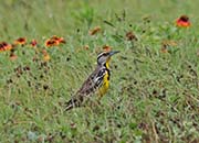 Picture/image of Eastern Meadowlark
