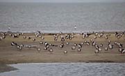 Picture/image of Black Skimmer