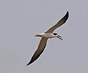 Picture/image of Black Skimmer