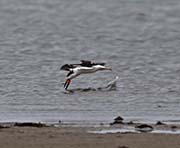 Picture/image of Black Skimmer