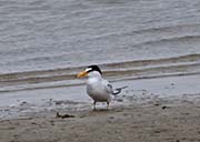 Picture/image of Least Tern