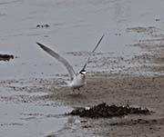 Picture/image of Least Tern