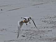 Picture/image of Least Tern