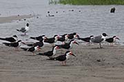 Picture/image of Black Skimmer