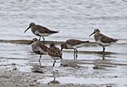 Picture/image of Dunlin