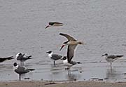 Picture/image of Black Skimmer