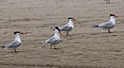 Picture/image of Royal Tern