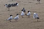 Picture/image of Sandwich Tern