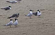 Picture/image of Sandwich Tern