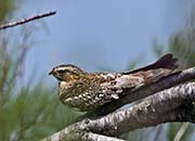 Picture/image of Common Nighthawk