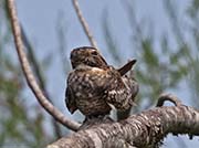 Picture/image of Common Nighthawk