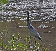 Picture/image of Little Blue Heron