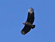 Picture/image of Black Vulture