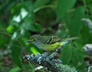Picture/image of White-eyed Vireo