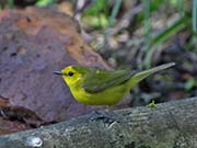 Picture/image of Hooded Warbler