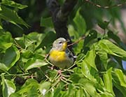 Picture/image of Northern Parula