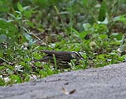 Picture/image of Louisiana Waterthrush