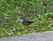 Louisiana Waterthrush
