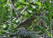Palm Warbler