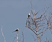 Picture/image of Scissor-tailed Flycatcher