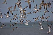 Picture/image of Black Skimmer