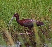 Picture/image of White-faced Ibis