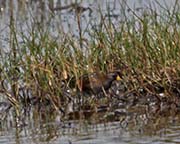 Picture/image of Sora