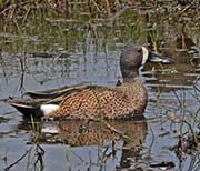Picture/image of Blue-winged Teal