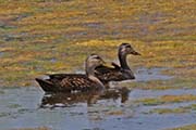Picture/image of Mottled Duck